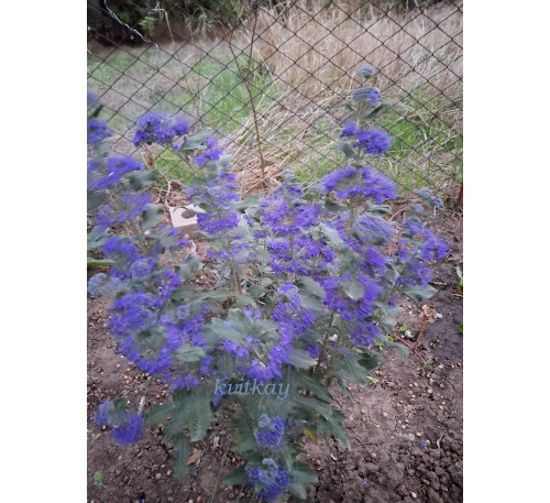 Каріоптеріс Кев Блю / Caryopteris clandonensis Kew Blue